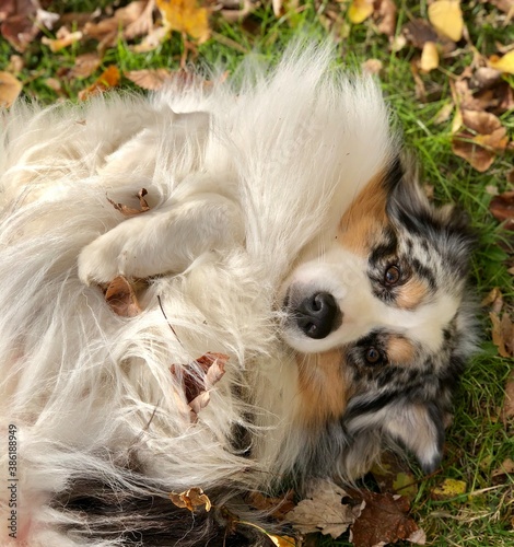 australian shepherd lying on back in autumn leaves