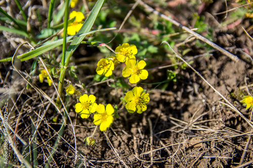 yellow flowers on the ground