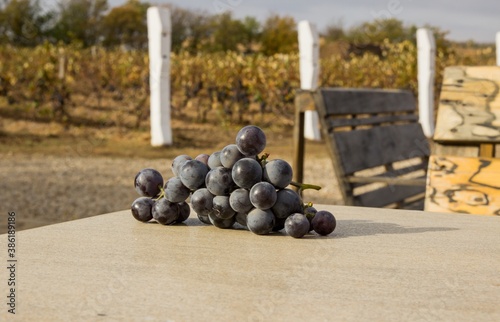 bottles in vineyard