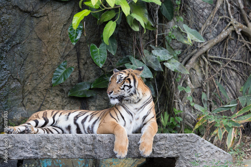 Fototapeta Naklejka Na Ścianę i Meble -  Indochinese Tiger resting on a stone bridge in front of waterfall