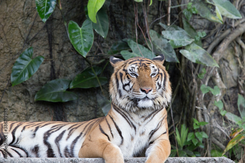 Indochinese Tiger resting on a stone bridge in front of waterfall