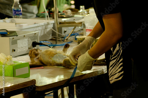 Photography close-up picture of a female veterinarian undergoing a monkey sterilization with