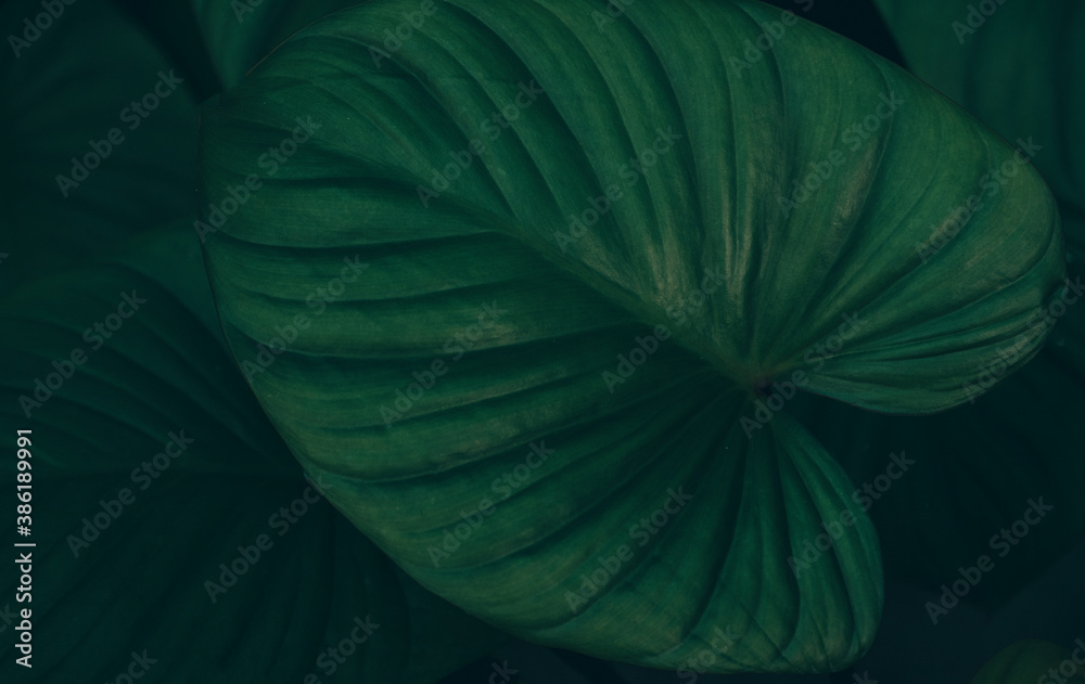 Fototapeta premium Green leaves for nature background, in green dark tone.