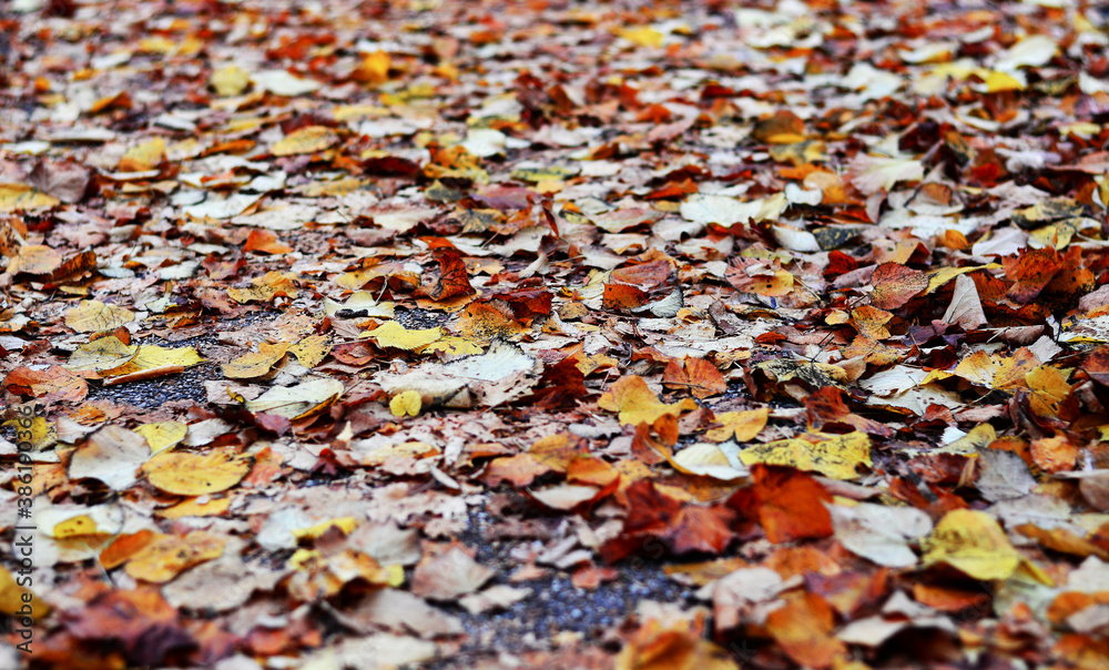 the fallen autumn leaves the fallen autumn leaves