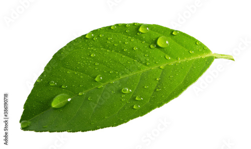 Citrus Lemon leaf with drops isolated on white background