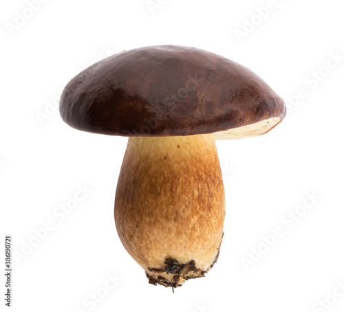edible Bay bolete (Imleria badia) mushroom on isolated without shadow clipping path photo