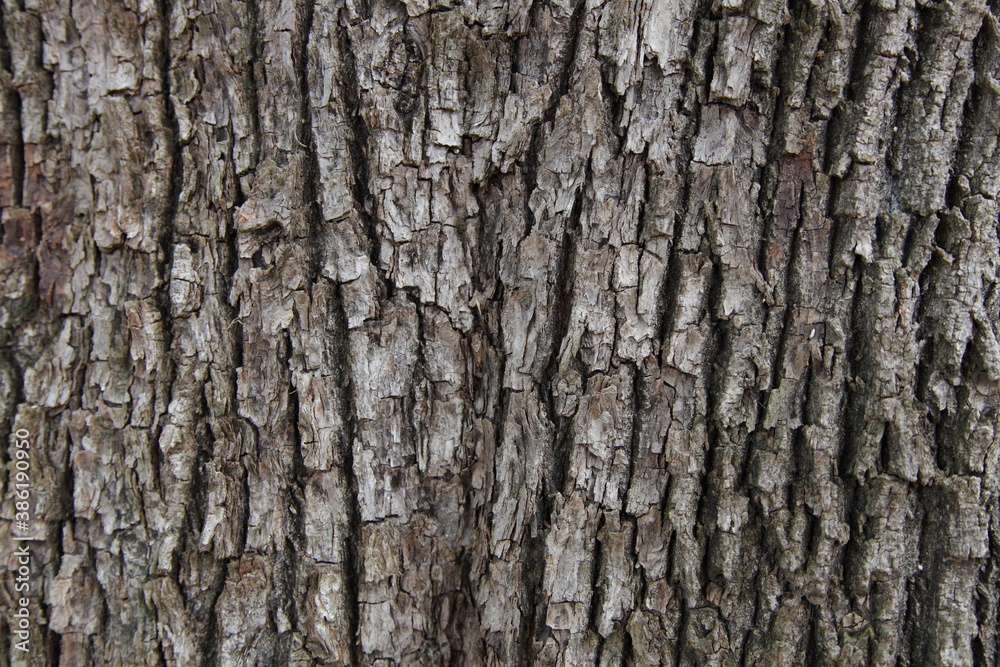 Rough weathered gray wood bark on tree trunk close up, vertical background texture Rough weathered gray wood bark on tree trunk close up, vertical background texture