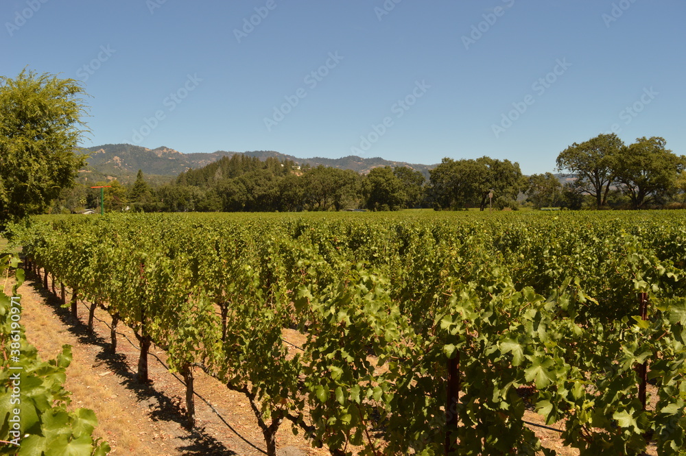 Wine tasting in beautiful sunny Napa Valley in California, USA