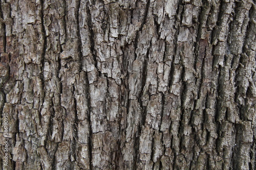 Rough weathered gray wood bark on tree trunk close up, vertical background texture