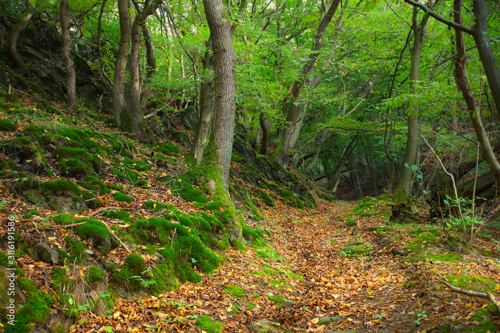 beech forest with hiking trail in autumn beech forest with hiking trail in autumn