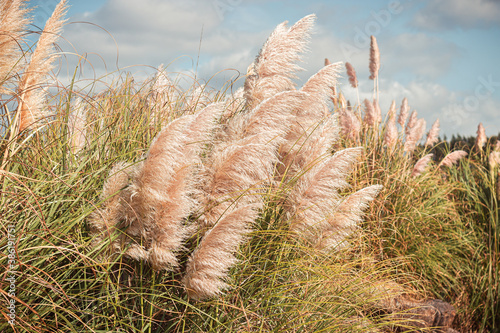 A field of pampas herb with the blue sky in the background, tranquil scene, Sintra, Portugal