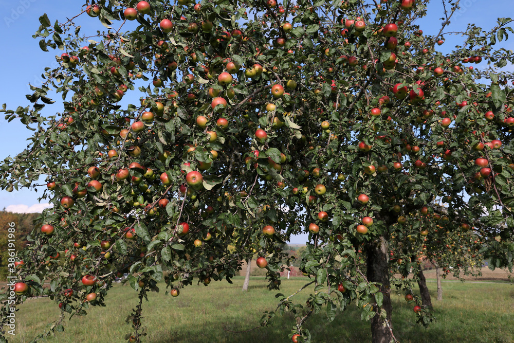 red apples ripen on tree branches in the garden red apples ripen on tree branches in the garden
