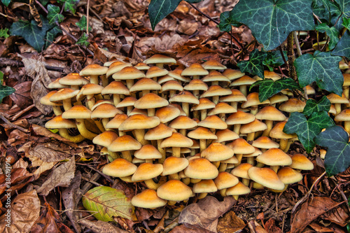 a pile of sheathed woodtuft in the forest with brown leaves and ivy