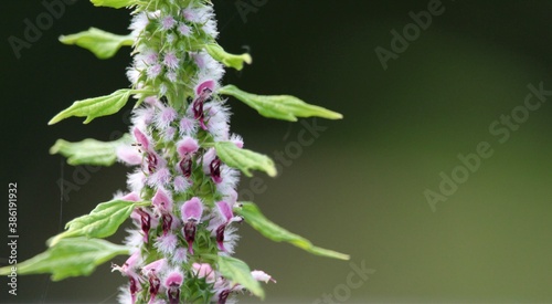 motherwort stem of flowers with faces.  isolated with large copy space