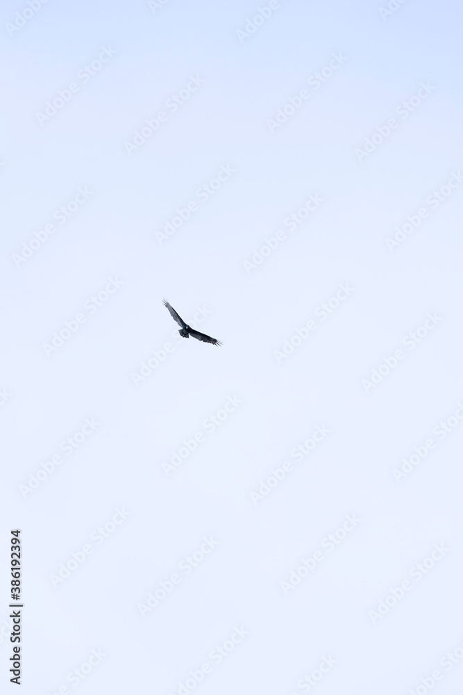 A turkey vulture bird flying away in the sky