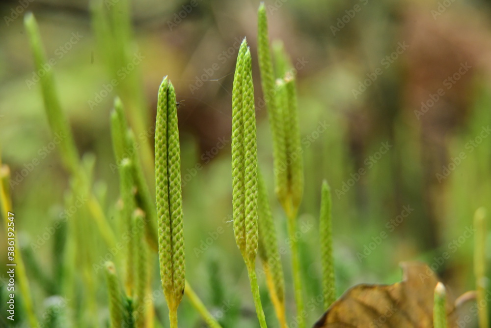 Green Lycopodium in a pine-wood in autumn macro Green Lycopodium in a pine-wood in autumn macro