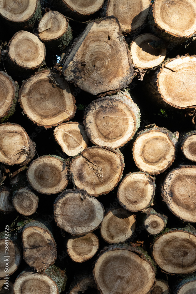 Pile of round wood, trees chopped on the forest, logging Pile of round wood, trees chopped on the forest, logging