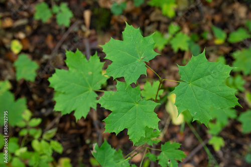 maple growing leaves nature forest season scion