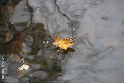 Ein Blatt treibt im Fluß 