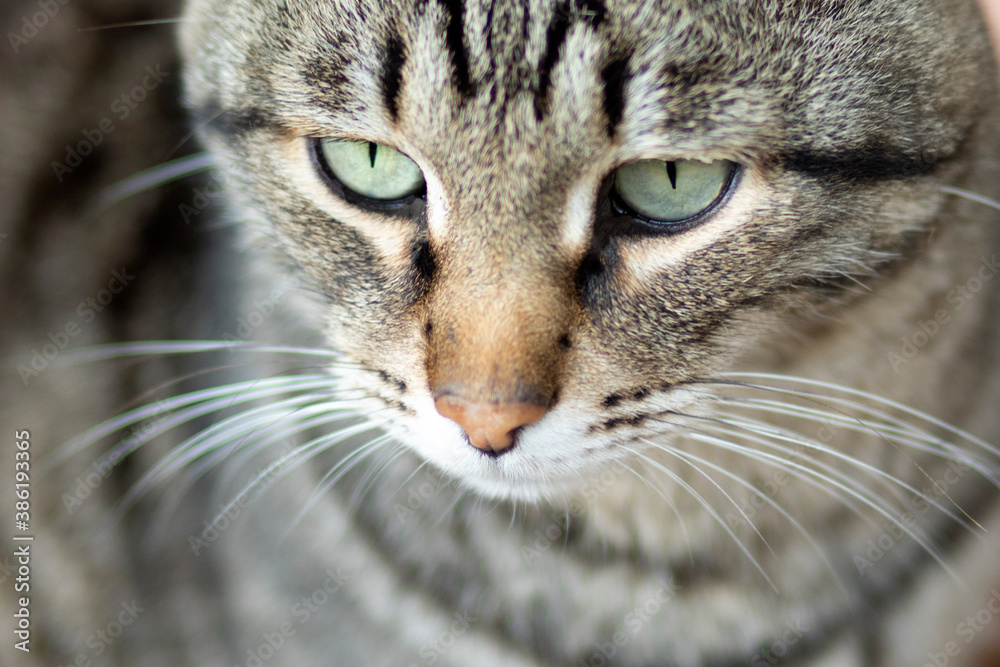 
cat close-up, green eyes