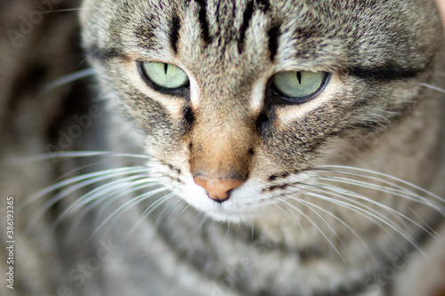  cat close-up, green eyes © Екатерина Сергиенко