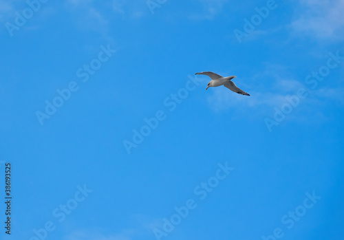 White Sea gull  Larinae  flies in front of a blue sky with little clouds. Denmark.