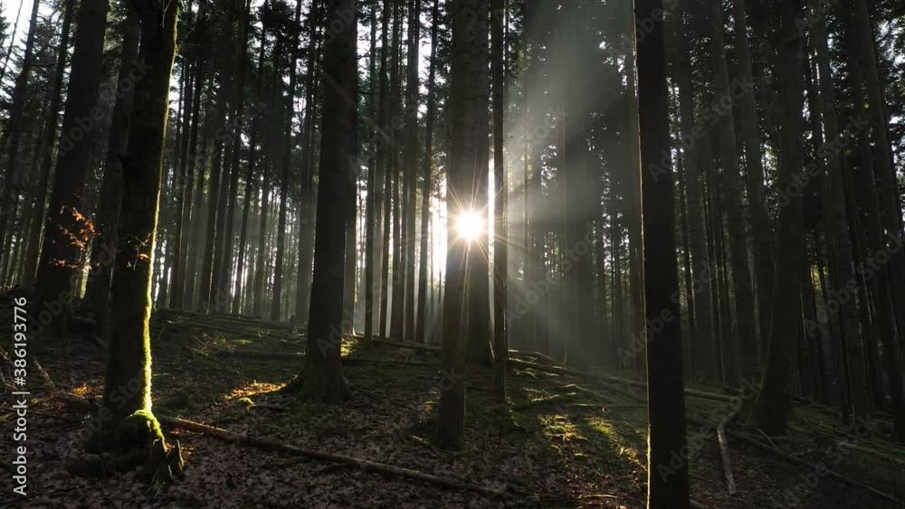 Magic morning sunrise with sun rays in dark mossy forest landscape. Drone shot.  