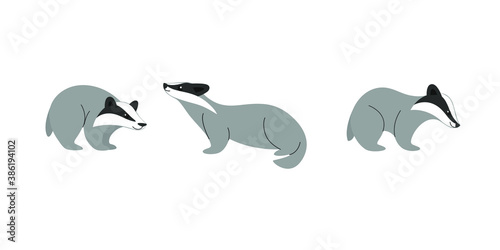 Badger in various poses. Animal icon set. Different type of animal. Contour vector illustration for emblem  badge  insignia.