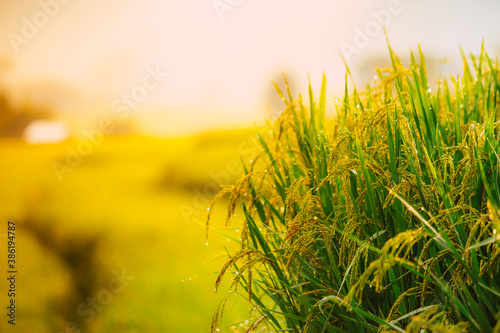Selective focused on rice and leaf with rain water or dew in Rice field in green color leaf with warm light from sun light in the morning.