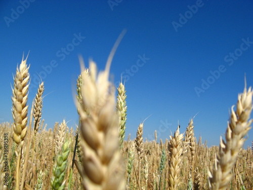 
wheat ear spikelets bread ripe grain panorama object skyline summer sun