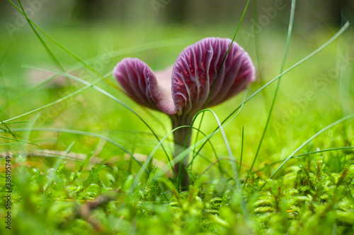 Setas lila del bosque mas conocida como Laccaria amethystina photo