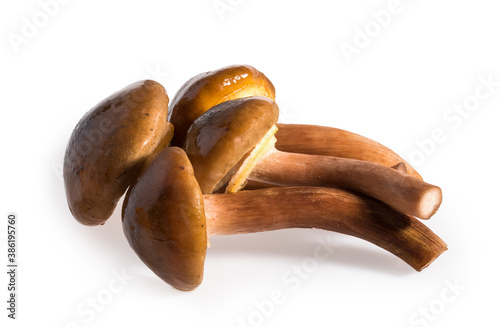 Honey fungus isolated on white background photo