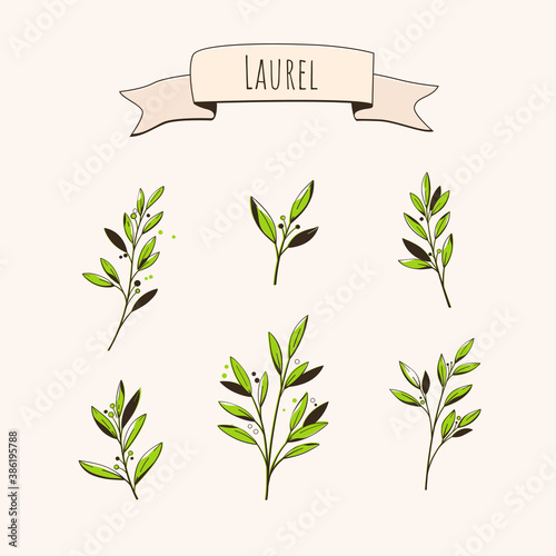Set of laurel branch. Flat vector illustration.