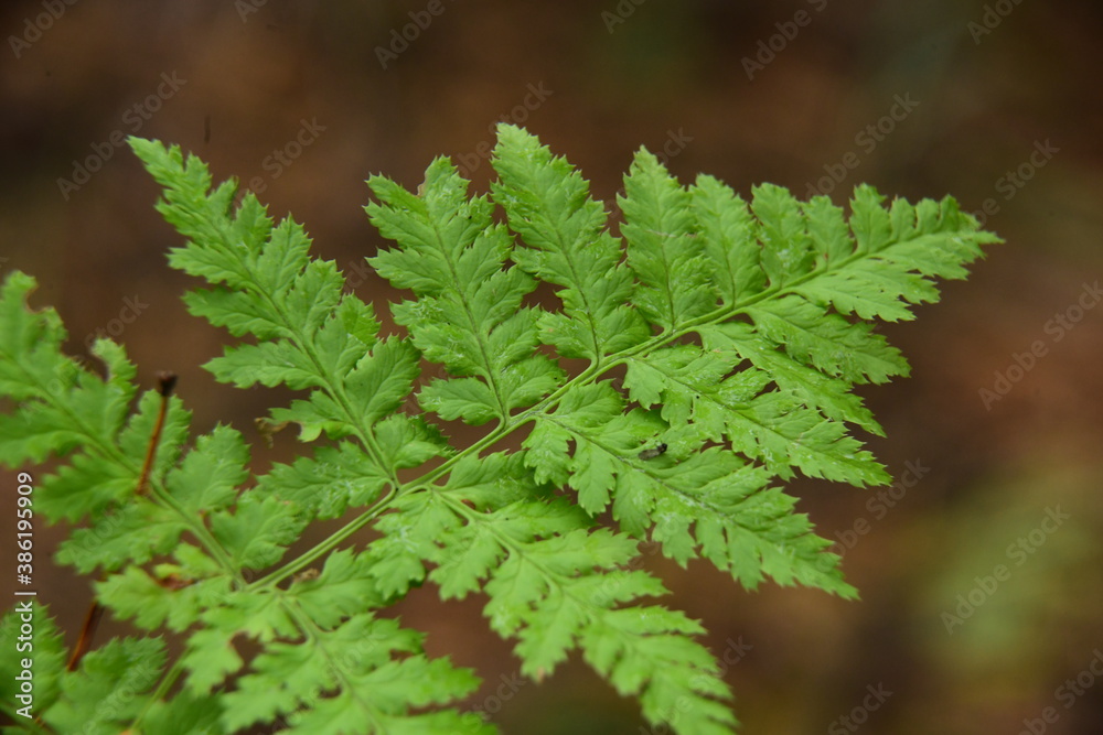 Close up of green ferns in a autumn forest