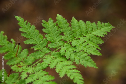 Close up of green ferns in a autumn forest