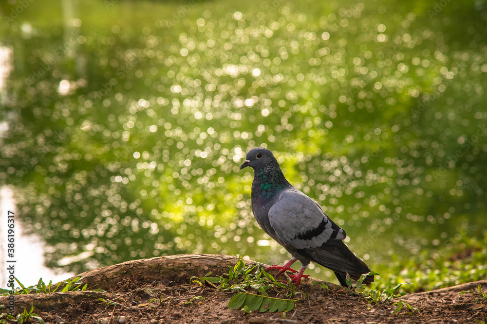 Normal pigeon with twig near leg near the green fresh pond Normal pigeon with twig near leg near the green fresh pond