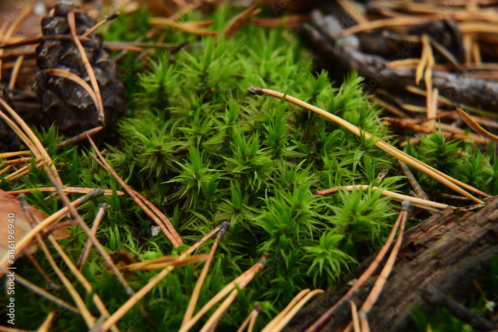 Moss on the surface of old tree in the autumn forest Moss on the surface of old tree in the autumn forest