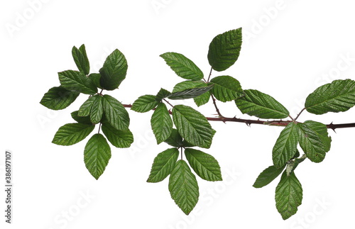 wild, blackberry, stem, tree, twig, branch, leaves, foliage, isolated, white, abstract, agriculture, background, berry, botanical, botany, bramble, close-up, closeup, color, farming, flora, fresh, fre photo