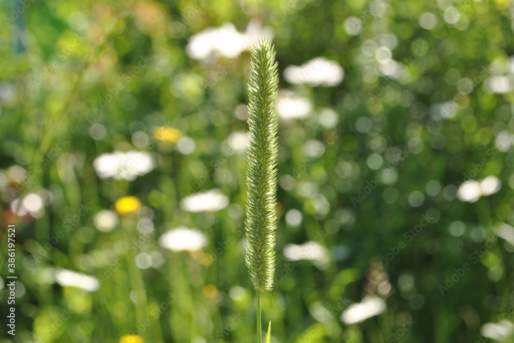 ear of grass field plants blurred background