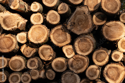 Pile of round wood, trees chopped on the forest, logging 