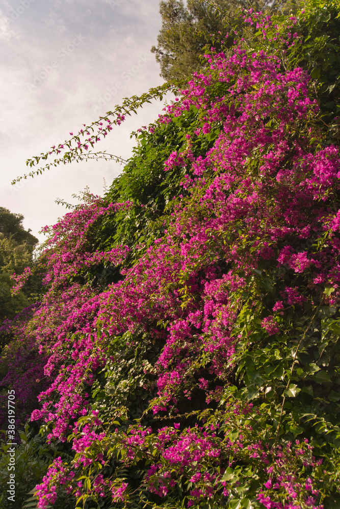 Obraz premium Pink bougainvillea (climbing plant) flower wall with green leaves at Park Güell, Barcelona, Spain vertical