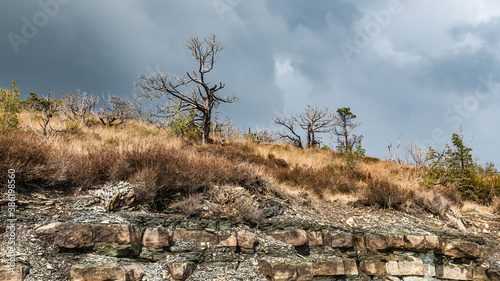 Dry trees on a steep slope