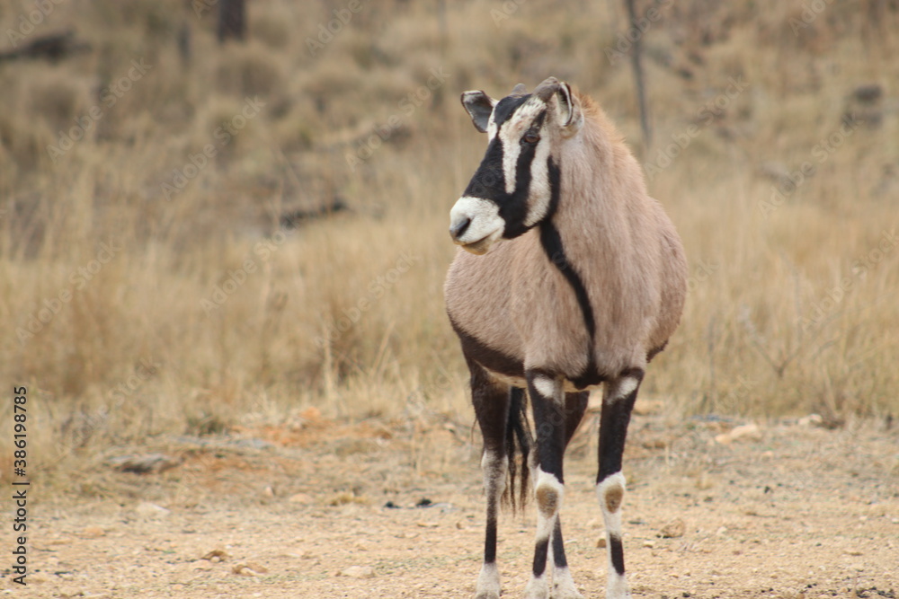 Photo taken in Lion and Safaripark, Broederstroom, South Africa. Photo taken in Lion and Safaripark, Broederstroom, South Africa.