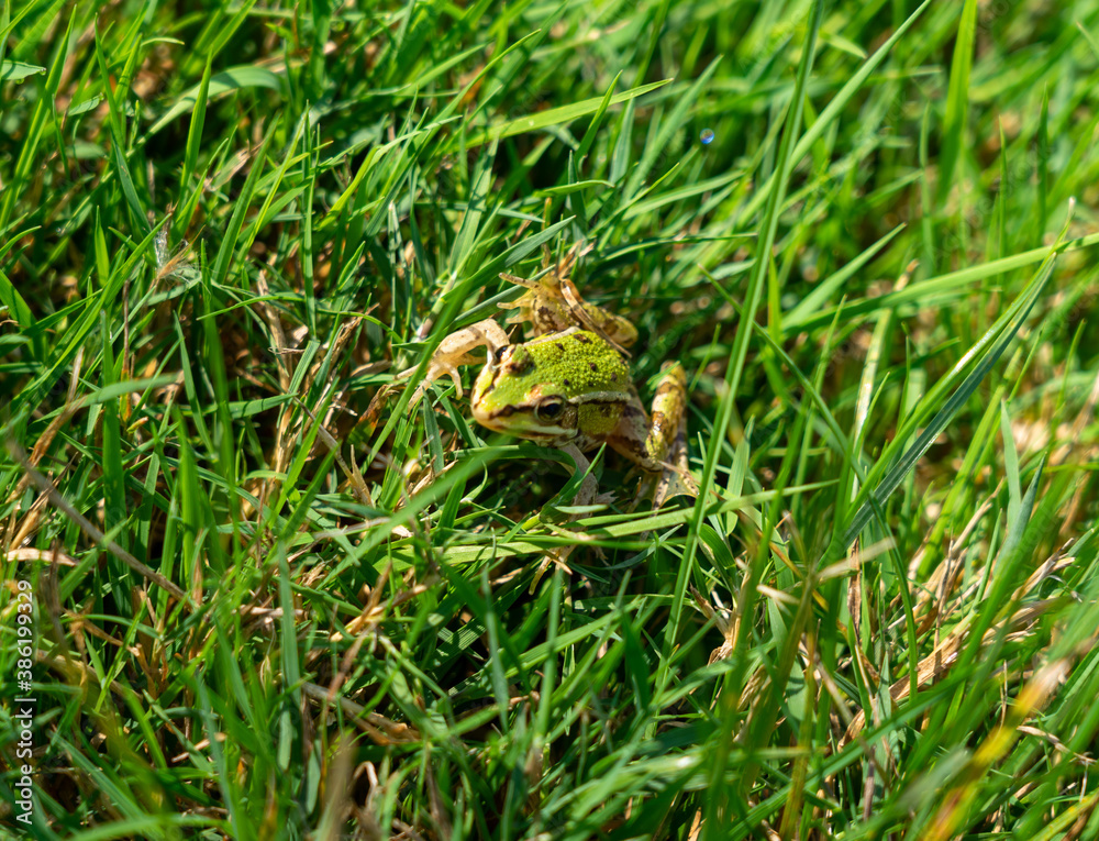 Fototapeta premium little frog in green grass