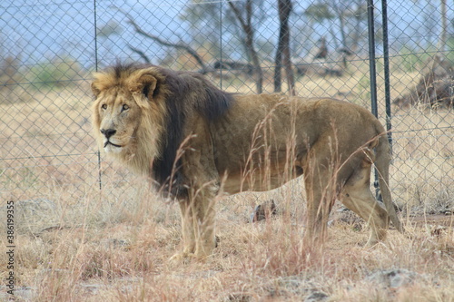 Photo taken in Lion and Safaripark, Broederstroom, South Africa.