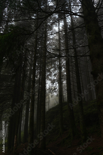 dark forest with a lot of fog