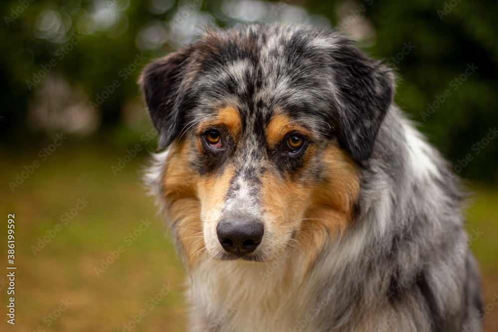 Fototapeta premium Portrait von einem männlichen Australian Shepherd in blue merle, der mit einem süßen, treuen und traurigen Hundeblick um Leckerlis bettelt und draußen auf Gras sitzt.