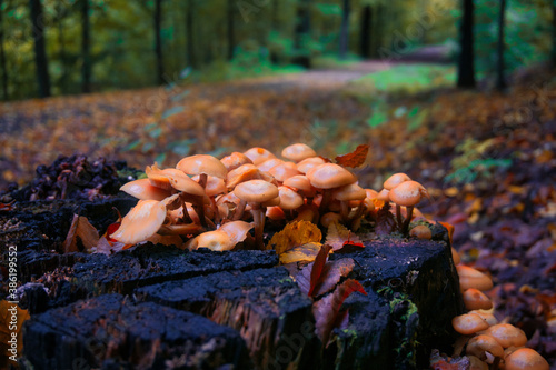 Kleine Pilze auf einem Baumstamm photo