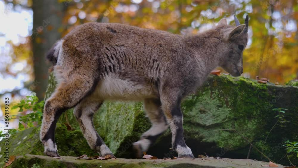 Close up of young Capricorn alpine ibex on a rock in autumn playing around. Close up of young Capricorn alpine ibex on a rock in autumn playing around.