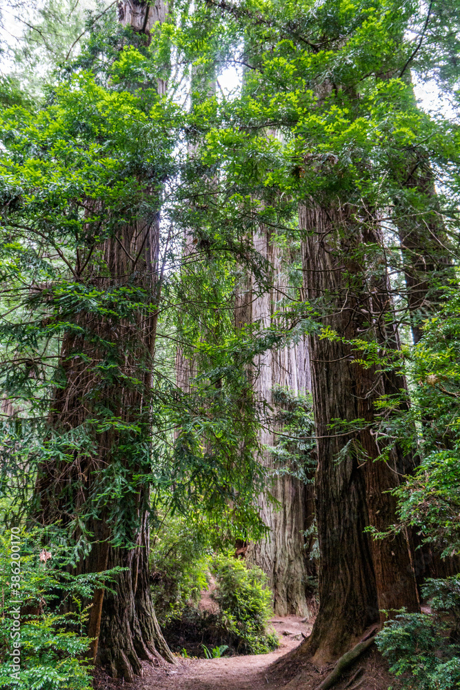 West Ridge & Prairie Creek Hike, Redwoods National Park (Prairie Creek Redwoods State Park, California, USA